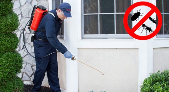 Kiğı Kene İlaçlama böcek ilaçlama ve haşere kontrolü — ilaclama-tr.com